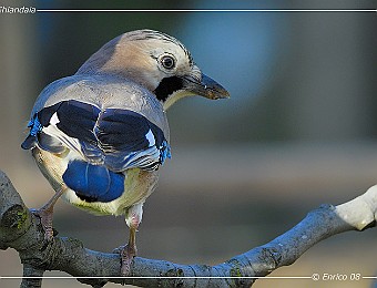 Animali 207